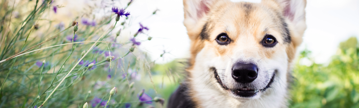 Dog with purple flowers - James River Animal Housecalls Banner